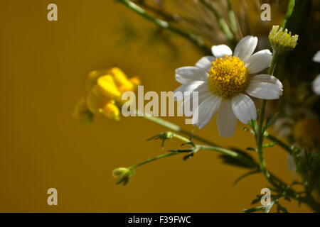 A wild flower,chamomile flower,colorful flowers,various flowers,yellow daisies,white daisies,in the dirt, flowers, Stock Photo