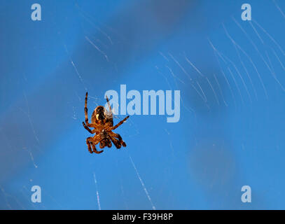 Spider on web against clear blue sky Stock Photo