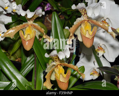 Paphiopedilum Slipper Orchid Hybrid - Paphiopedilum insigne x harefiel Stock Photo