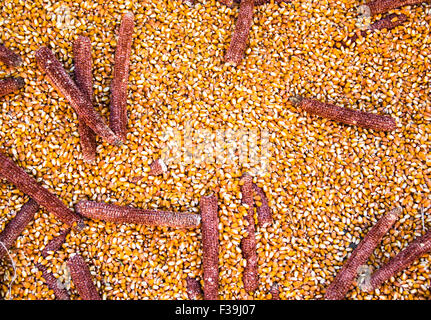 Background formed by corn and corncobs already been shelled. Stock Photo