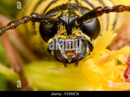 Close up portrait of black and yellow locust borer beetle on a yellow flower.  The straight on portrait shows the black eyes, ye Stock Photo