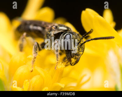 Dark Sweat bee (Lasioglossum) extracts pollen from a yellow flower Stock Photo