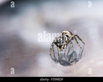 Small black and white daring jumping spider looks at reflection in glass Stock Photo