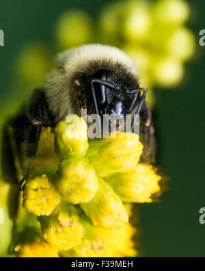 bumble bee with bright golden fur close up portrait Stock Photo