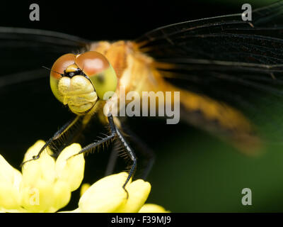 Dragonfly on yellow flower with dark green background Stock Photo