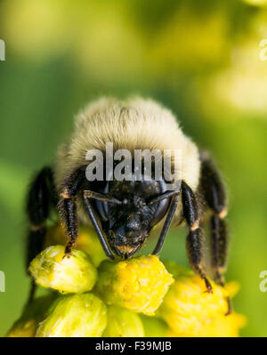 bumble bee with bright golden fur close up portrait