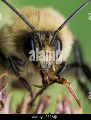 Yellow Bumble bee sticks out red mouth parts.  On Flower with green background. Stock Photo
