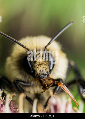 Yellow Bumble bee sticks out red mouth parts.  On Flower with green background. Stock Photo