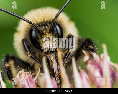 Yellow Bumble bee sticks out red mouth parts.  On Flower with green background. Stock Photo