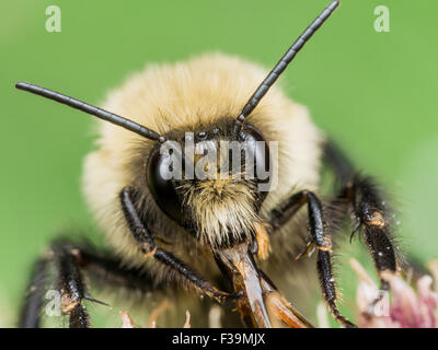 Yellow Bumble bee sticks out red mouth parts.  On Flower with green background. Stock Photo