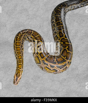 big snake python Stock Photo - Alamy