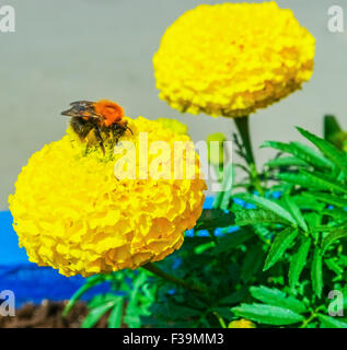 Bumblebee collects nectar on a yellow flower Stock Photo