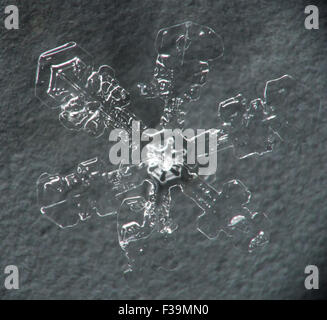 Single melting snowflake macro with gray/blue background Stock Photo