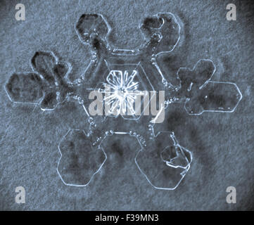 Single melting snowflake macro with gray/blue background Stock Photo