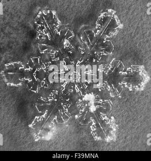 Single melting snowflake macro with gray/blue background Stock Photo