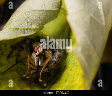 Black jumping spider with shiny green mouth eats fly with red eyes on leaf. Stock Photo