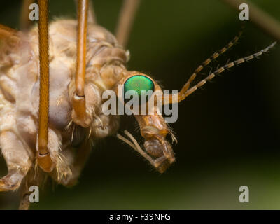 Crane Fly (Mosquito Hawk) with bright green eyes close up profile view Stock Photo