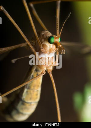 Crane Fly (Mosquito Hawk) with bright green eyes close up profile view Stock Photo