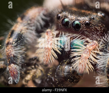 Black Jumping spider with shiny green mouth eats wasp covered in pollen Stock Photo