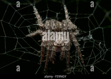 Small Spiky orb weaving spider in web with black background Stock Photo