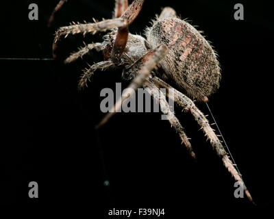 Orb Weaving spider lays out Web closeup with black background Stock Photo