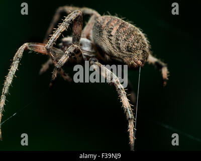Orb Weaving spider lays out Web closeup with black background Stock Photo