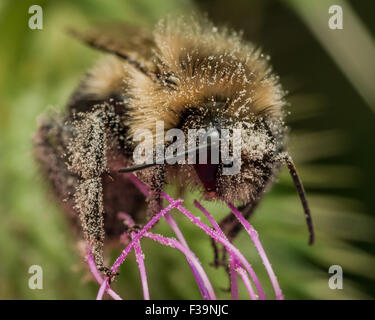 Bumble bee covered in pollen on purple thistle