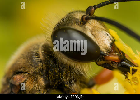 Great Golden Digger Wasp getting pollen from goldenrod Stock Photo
