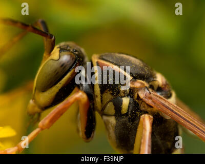Close up view of paper wasp on yellow flower Stock Photo