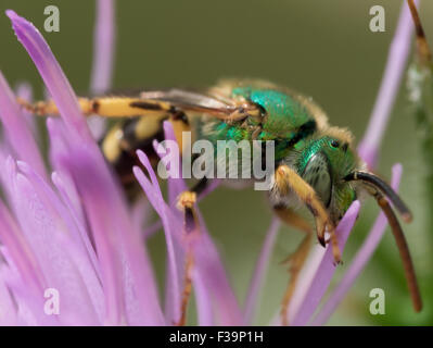Metallic Green Sweat Bee on Purple Flower Stock Photo