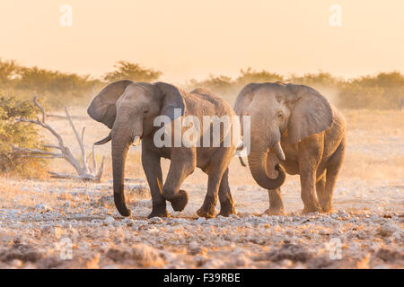 Two elephants at sunset in Etosha National Park, Namibia Stock Photo