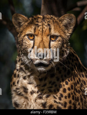 Close up portrait of a cheetah at Camp Otjitotongwe in Namibia. Stock Photo