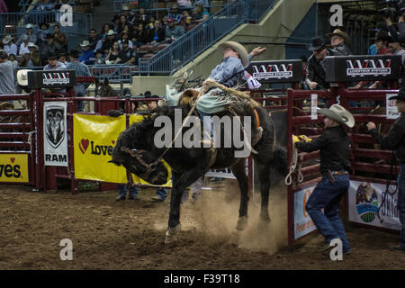 Cowboy riding bucking horse during rodeo in Oklahoma City, Oklahoma, USA. Stock Photo