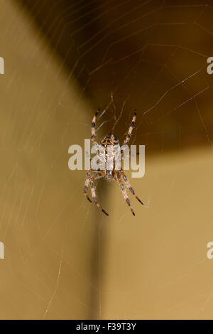 Common Garden Spider (Araneus diadematus) hiding in a corner of an out building, London, UK autumn.