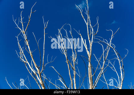 Dried up tree branches on blue sky Stock Photo