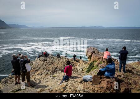 (151002) -- HERMANUS (SOUTH AFRICA), Oct. 2, 2015 (Xinhua) -- Visitors look at a southern right whale during the Hermanus Whale Festival in Hermanus, South Africa, on Oct. 2, 2015. The annual Hermanus Whale Festival kicked off here Friday, celebrating the returning of the southern right whales to this bay during the calving and mating season. More than 100,000 visitors are expected to come to Hermanus, which is known as the best land-based whale watching destination in the world. (Xinhua/Zhai Jianlan) Stock Photo