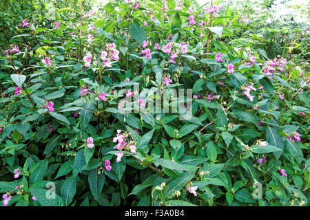 Himalayan balsam (impatiens glandulifera )