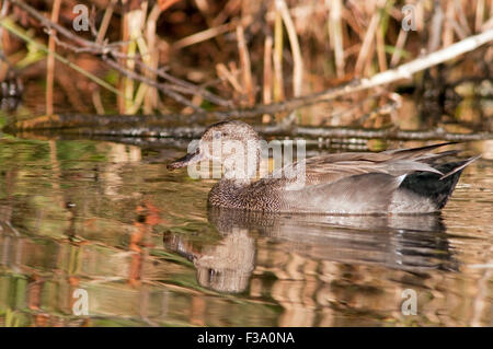 Gadwall, Mareca strepera, horizontal portrait of an adult swimming in a lake at sunset. Stock Photo