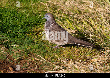 Zebra Dove (Geopelia striata) feeding on grass at Kihei, Maui, Hawaii in July Stock Photo