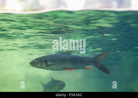 River fish under water surface line of aquarium Stock Photo