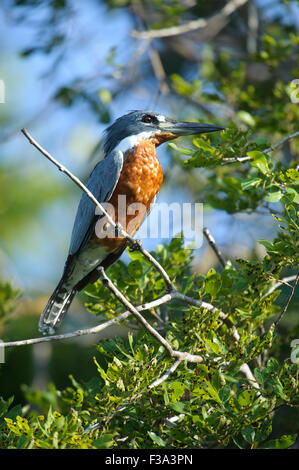 Ringed Kingfisher (Ceryle torquatus) perched in a tree, Araras Ecolodge,  Mato Grosso, Brazil Stock Photo