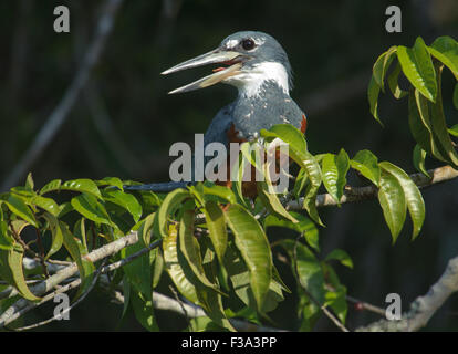 Ringed Kingfisher (Ceryle torquatus) perched in a tree, Araras Ecolodge,  Mato Grosso, Brazil Stock Photo