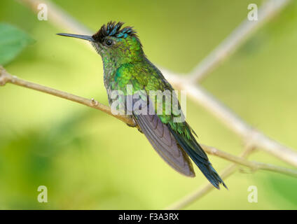 Sapphire-spangled Emerald Hummingbird (Amazilia rondoniae), Mangueiras Ranch,  Bairro da Ponte Nova, Sao Paulo, Brazil Stock Photo