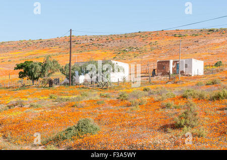A carpet of indigenous flowers in Molsvlei, a small village in the Namaqualand region of the Western Cape Province of South Afri Stock Photo