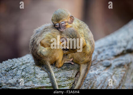 Little funny gabon talapoin also known as the northern talapoin, Miopithecus ogouensis Stock Photo