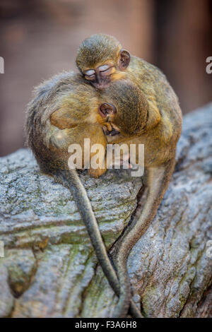 Little funny gabon talapoin also known as the northern talapoin, Miopithecus ogouensis Stock Photo