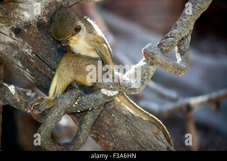 Little funny gabon talapoin also known as the northern talapoin, Miopithecus ogouensis Stock Photo