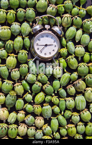 An alarm clock with opium poppy seedheads concept Stock Photo
