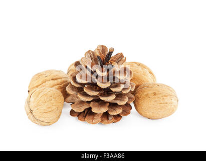 cedar cone with walnuts isolated on white background Stock Photo