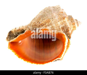 sea shell isolated on white background Stock Photo